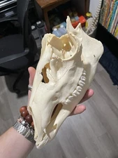muntjac skull real animal bone
