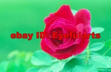 Roses Corel Royalty-Free Stock Photo CD-ROM Disk USB