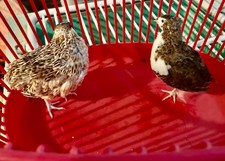 10 Assorted Coturnix Quail Hatching Eggs