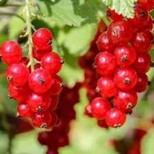 Fruit Bushes, Redcurrant Jonkheer van Tets, 9cm Potted, Early Cropper, Hardy