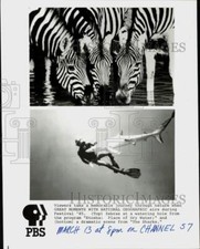1985 Press Photo Zebras & Sharks in 