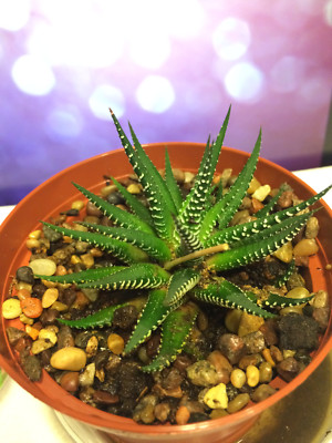 Haworthia Attenuata, zebra zebrina exotic rare succulent cactus plant  -Small | eBay