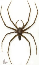 Spider(Araneae) No.3,from Malaysia, UNMOUNTED