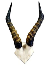 Deer Skull Cap, Blesbok Skull - Real Animal Skull (Around 16 inch horns)