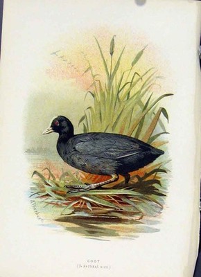 Original alter antiker Druck vertraute Wildvögel um 1883 Krähe mit Kapuze 19.