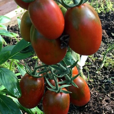 Tomato seёds, 1000 tomato De Barao black seёds,organic rare heirloom-910+TRACK  