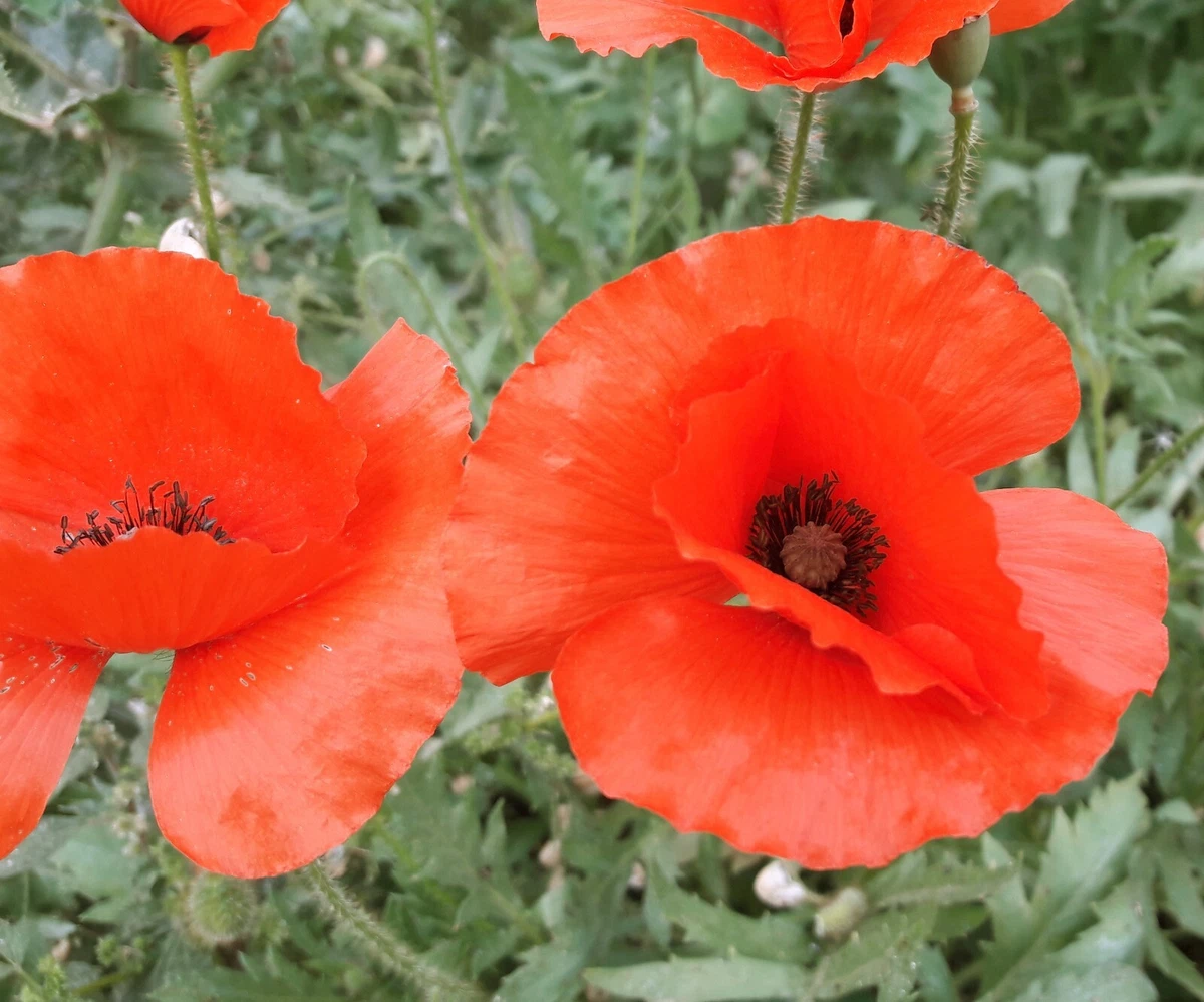 Semi Di Papavero Americano Rosso Mais - Papaver Rhoeas, 5000 Semi OVM Seeds