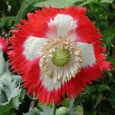 5,000 Poppy Seeds For Planting: Heirloom Danish Flag Organic Papaever Somniferum