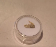 Weltonia ancistrodon Fossil Cow Shark Tooth Megalodon Era Teeth 