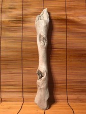Beautiful 13" DRIFTWOOD Piece Terrarium Taxidermy Aquarium Art Reptile DECOR