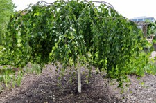 Betula pendula Youngii/Youngs Weeping Silver Birch Tree, Peat Free, 3L 125-150cm