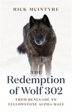 The Redemption of Wolf 302: From Renegade to Yellowstone Alpha Male (Paperback o