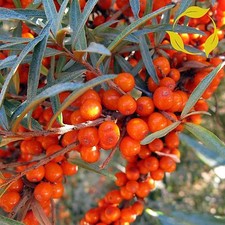 SEA BUCKTHORN Hippophae Rhamnoides - 30 SEEDS