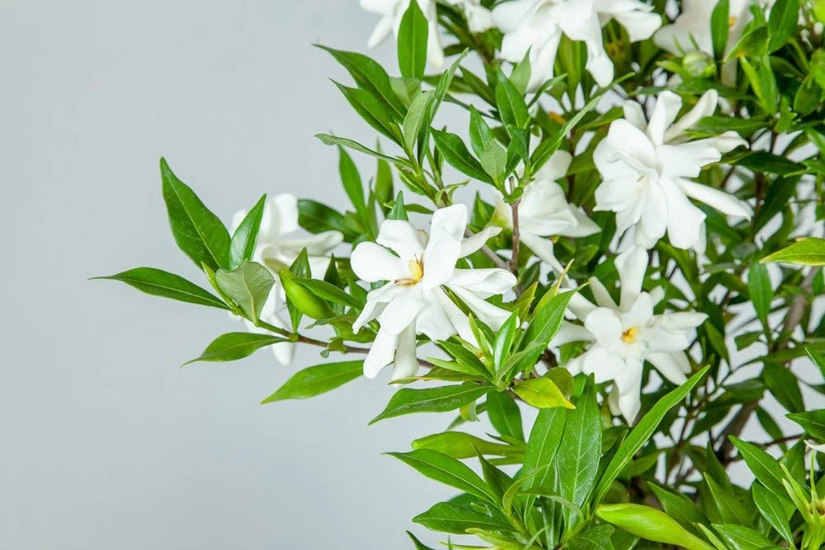 Perfect Plants Nursery Frostproof Gardenia - Thumbnail 5