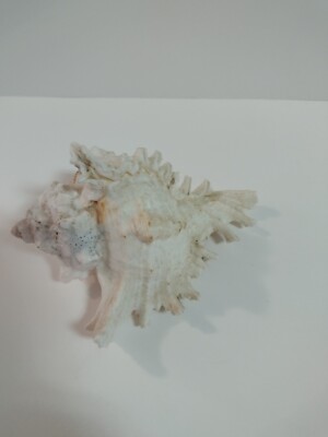 Spiky Concor Shell Natural Spiky Conch Shell | eBay