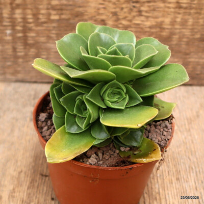 D4342 AEONIUM ARBOREUM pot10,5-H10-W12 cm MaMa Cactus