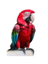 Pettorina NERA FIBBIE sganciabili regolabili RAPIDO pappagalli ARA cyanoptera