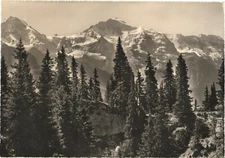 Picturesque View of Pine Trees And Swiss Alps, Interlaken, Switzerland Postcard