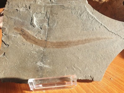 Extremely rare. Lamprey Mesomyzon mengae. Early cretaceous. Pos/Neg.