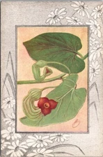 Vintage Postcard Pipe Vine Dutchman's Pipe Flower Artist Signed Reed Pub JV11