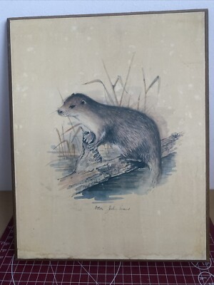 Vintage Wildlife Kunstdruck ''Otter'' von John Gould - Natur Illustration