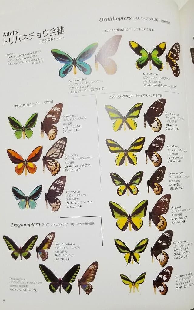 高い信頼 厚い信頼 The birdwing of history Natural butterfly largest world's 生物学