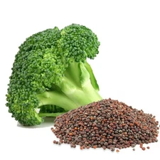 Organic Non-GMO Broccoli Seeds Sprouting Sprouts Microgreens 1oz of Pure *NEW*