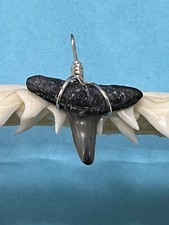 SHARK TOOTH PENDANT…3/4 Inch Fossilized LEMON Shark Tooth from Venice Florida 