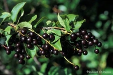 10 Black Chokecherry Seeds