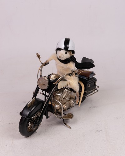 Taxidermy Mouse on Motorcycle with Leathers and Helmet - Picture 2 of 5