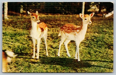 DEER Dama Dama Does STERLING ALASKA FUR & GAME FARMS Ticonderoga NY Postcard A60