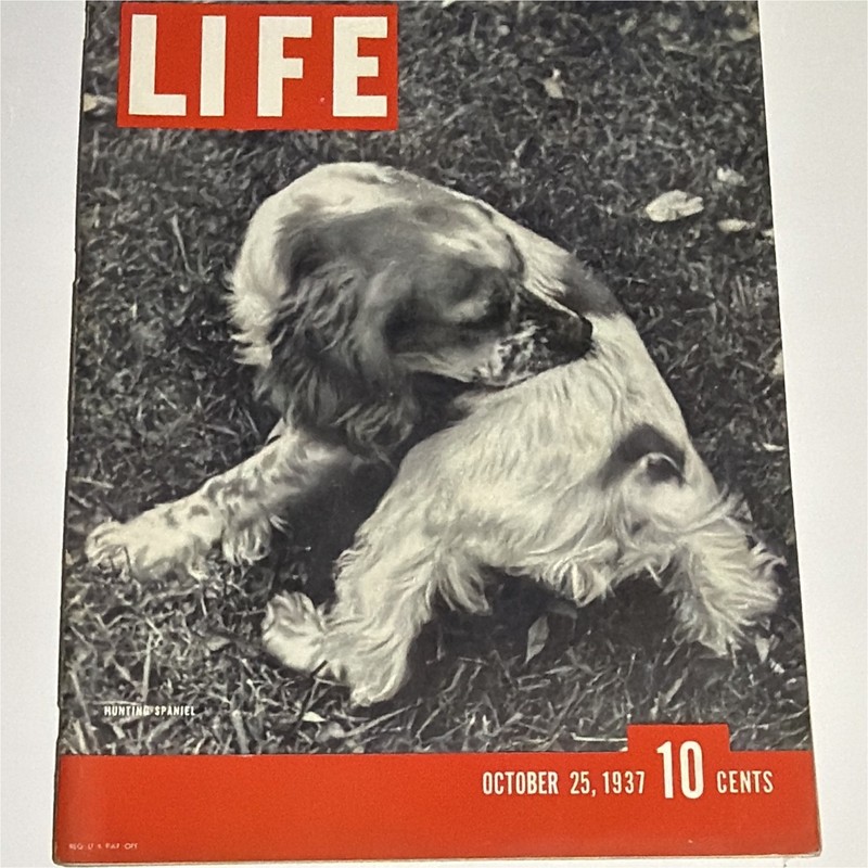 LIFE Magazine October 25 1937 Illustrated Photography Hunting Spaniel Dog