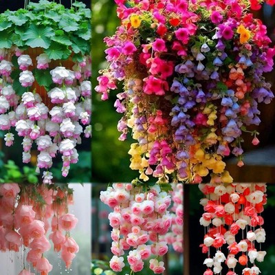 Weeping Begonia Flower Bulbs for Home and Gardening Pack of 3 bulbs (MULTICOLOR)