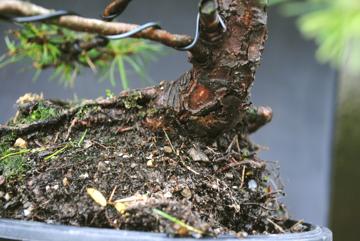 Bonsai outdoor winterhart Kiefer, Pinus, H43 B46 D4 cm | eBay