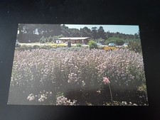 vintage postcard wild aster at entrance mendocino coast gardens