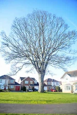 Photo 12x8 Pawlett : Manor Park Pawlett Hill A tree dominates this area of c2018