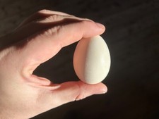 10 Uova Feconde Fertili di Galline Bionda Piemontese