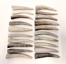 Deer Antler Tips 3" , Rustic Ornaments, Natural Jewelry Supplies 10 pc