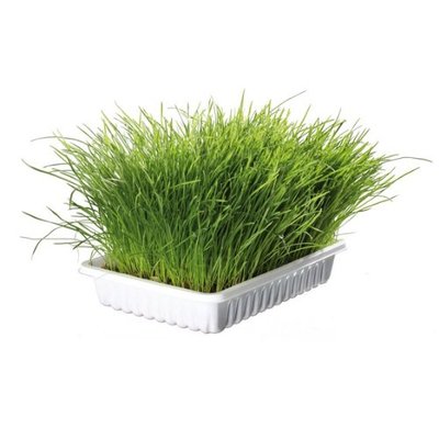 Trixie Tasche mit Katzengrassamen - ca. 100G Beutel (Wachsen Sie selbst) 4233