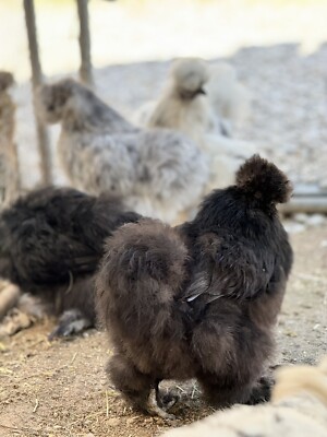 7+ Silkie Fertile Hatching Eggs Paint, Black, Splash, Gray, Partridge, White
