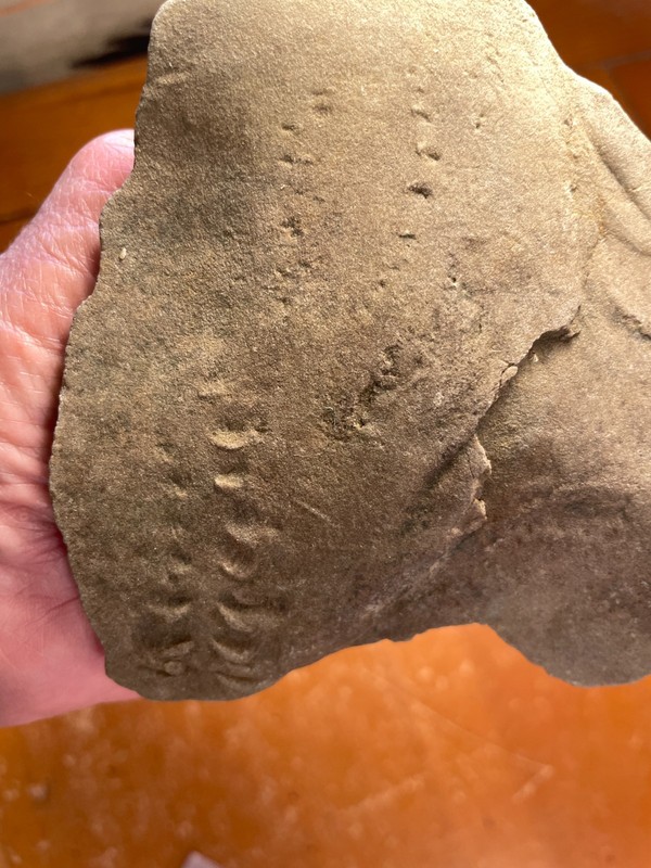 Ichnofossil Sea Scorpion & Trilobite Tracks Showing Rare Detail 260705