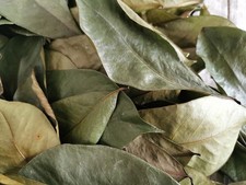 Soursop leaves, soursop leaf, Natural organic graviola leaves for tea
