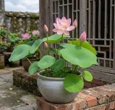 50Pcs Lotus Flower Seeds Indoor Outdoor Aquatic Plant Seeds