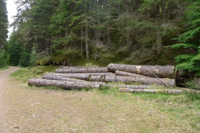 Foto A3 Holzstapel von den Great Glen Way Foyers \/NH4920 Anything to break c2017