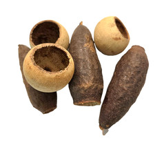 Bell Cup Trumpet Seed Pod Aquarium Botanicals Bioactive Botanicals Biotope