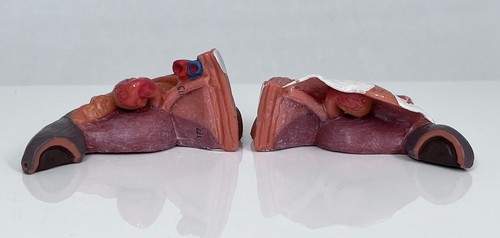 3B Scientific Female Genitalia Spare Part for Human Muscle Model B55 Anatomy Set - Picture 8 of 10