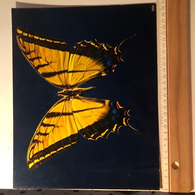 giant tropical butterfly color postcard