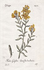Dyer's broom dyer's greenweed plant plant engraving copperplate 1790