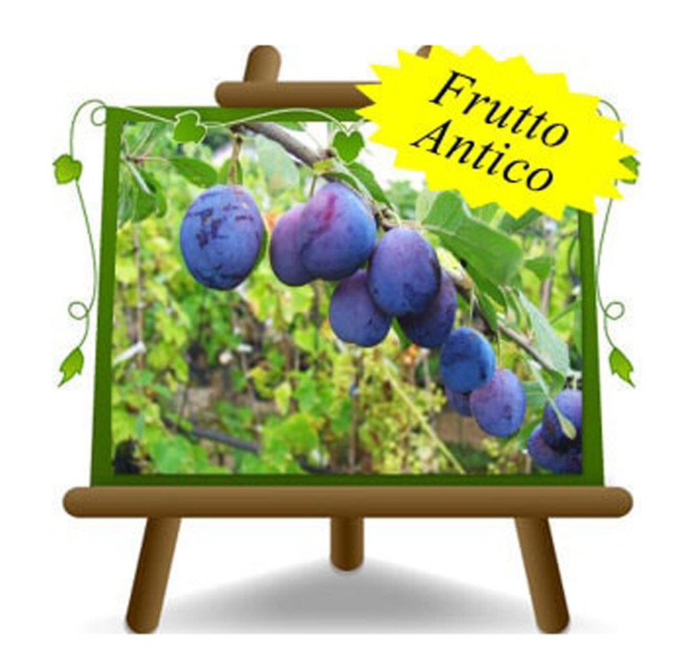 Susini Stanley Pianta da frutto su vaso da 20 max 170 cm 2 anni