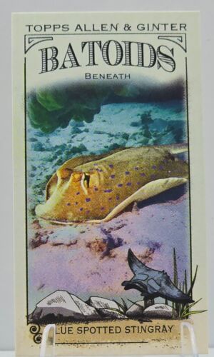 2024 Allen & Ginter Batoids Insert PYC - Picture 6 of 9